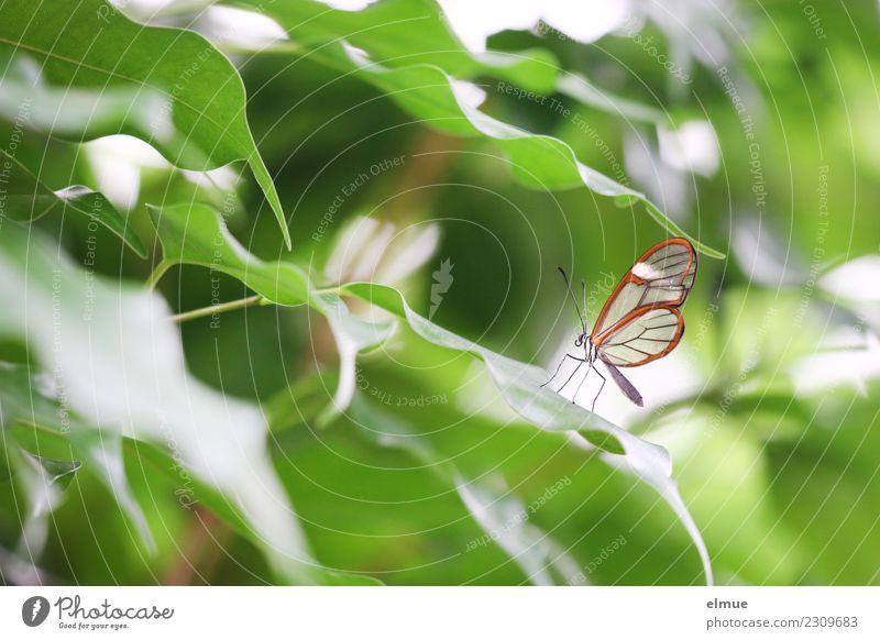 delicately inspired Spring Leaf Foliage plant Butterfly glass winged aircraft Tropical greenhouse Butterfly house Elegant Bright Beautiful Uniqueness Small Cute