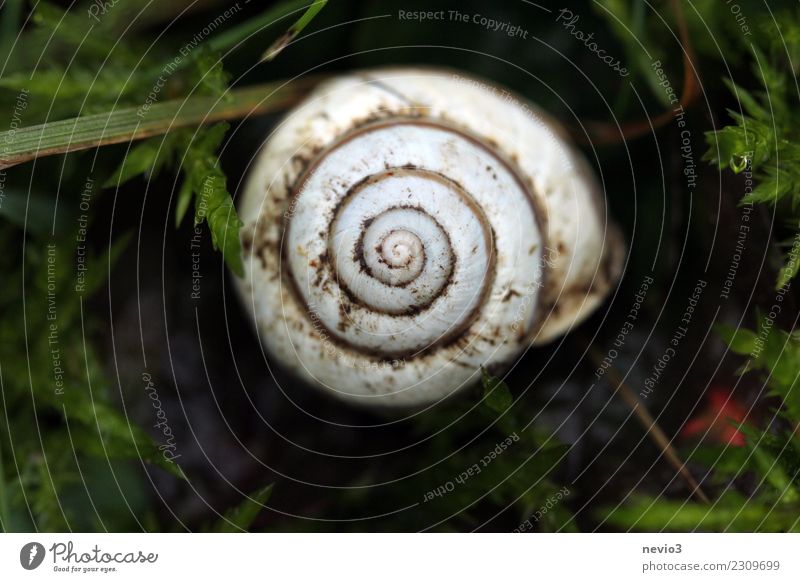 vertebra Environment Nature Spring Garden Park Meadow Field Animal Wild animal Snail 1 Round Brown White Swirl Spiral Snail shell Going