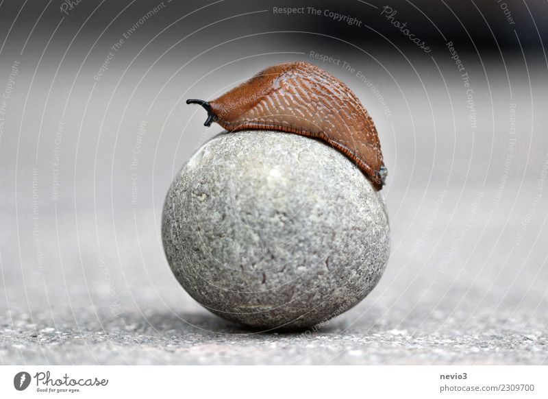 ascent Environment Nature Animal Wild animal Snail 1 Exceptional Round Success Power Willpower Might Disciplined Endurance Unwavering Go up Slug Sphere Earth