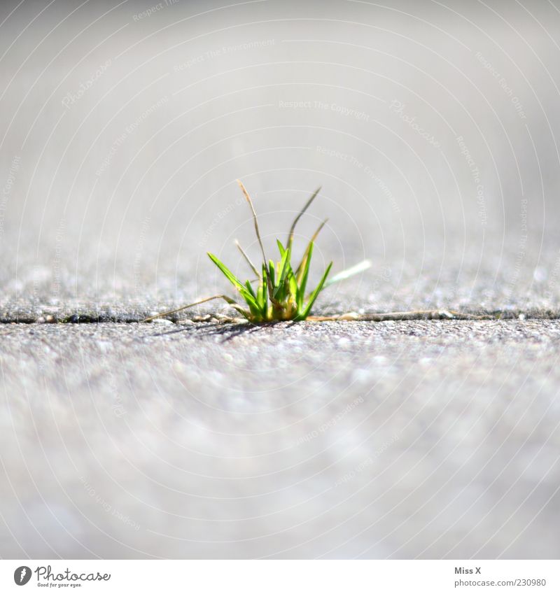 tufts Nature Spring Summer Plant Grass Street Lanes & trails Growth Power Blade of grass Stone slab Ground Furrow Shoot Colour photo Exterior shot Close-up
