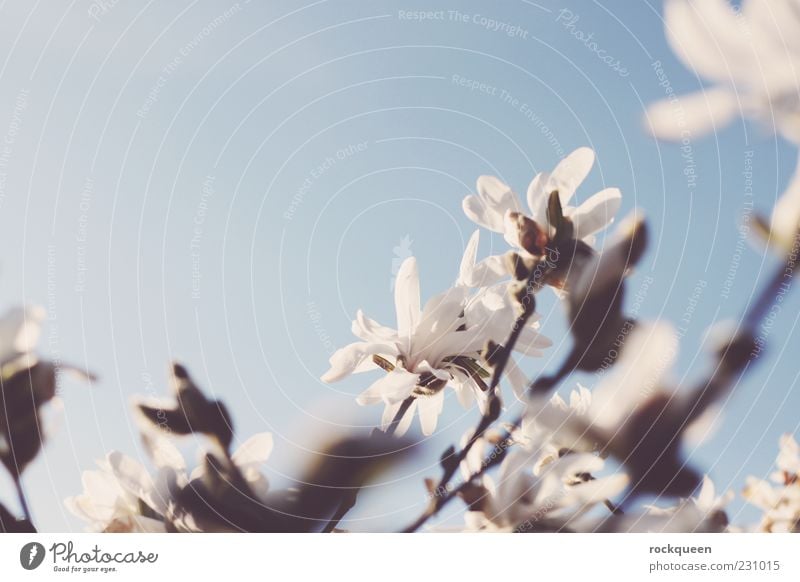 A hint of spring - a Royalty Free Stock Photo from Photocase