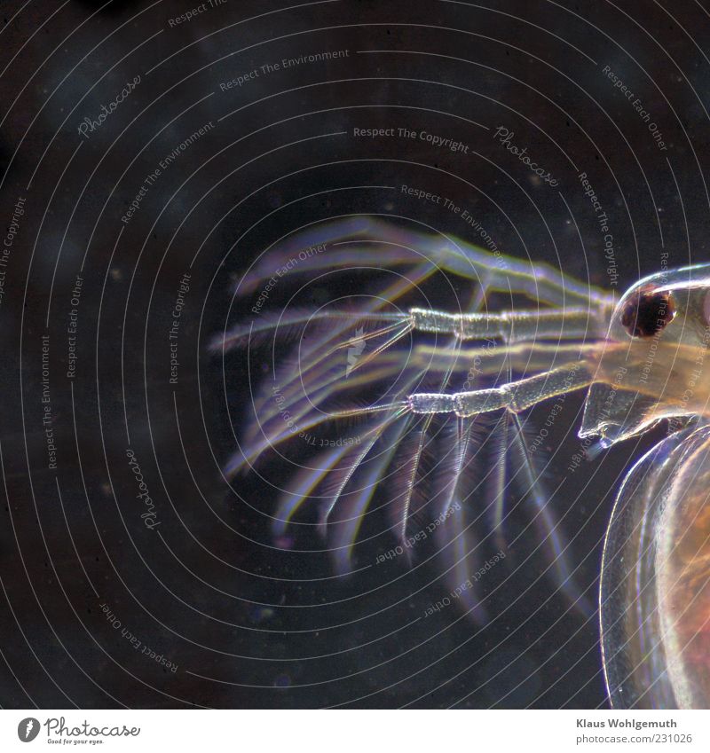 Portrait of a water flea at approx. 100x magnification in darkfield Environment Nature Animal Water Water flea Brown Black Eyes Mythical creature