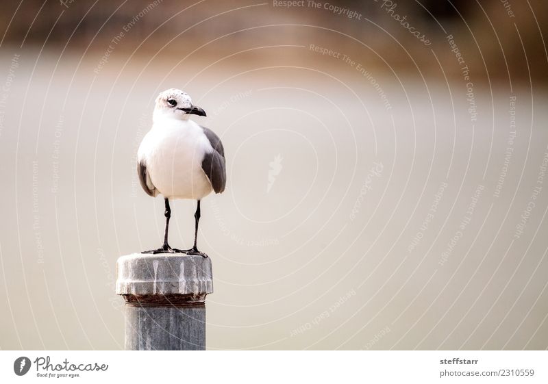 Laughing Gull bird Leucophaeus atricilla Nature Pond Animal Wild animal Bird 1 Black White laughing gull Seagull avian Duck birds dabbler Feather Beak wing swim