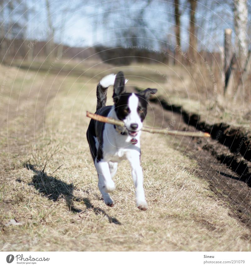 Flying Gallop Nature Animal Dog 1 Movement Running Playing Brash Friendliness Happiness Natural Cute Emotions Enthusiasm Life Joie de vivre (Vitality)