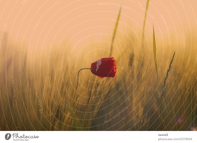 Poppy blossom in a cereal field Environment Nature Landscape Plant Flower Grass Leaf Blossom Foliage plant Agricultural crop Wild plant Meadow Field Yellow