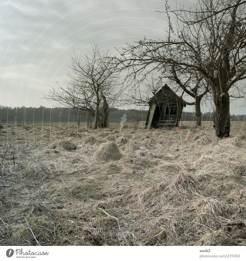 Windy today Environment Nature Landscape Plant Sky Clouds Winter Gale Tree Grass Bushes Twigs and branches Sparse Meadow Hut Old naturally Gray Transience