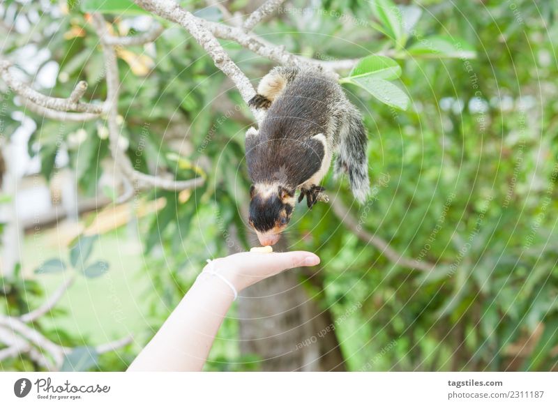 Sri Lanka, Indian Giant Squirrel sniffing at some food Animal Asia Balapitiya Bushes Calm calming Climbing Eating Feeding Green Heavenly Idyll Koddhuwa