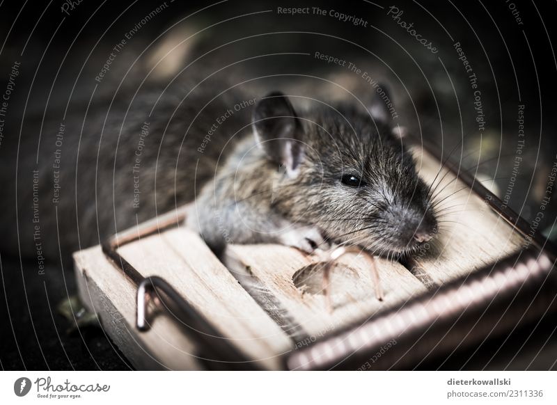 Closeup of rat mouse caught in rat trap cage Stock Photo