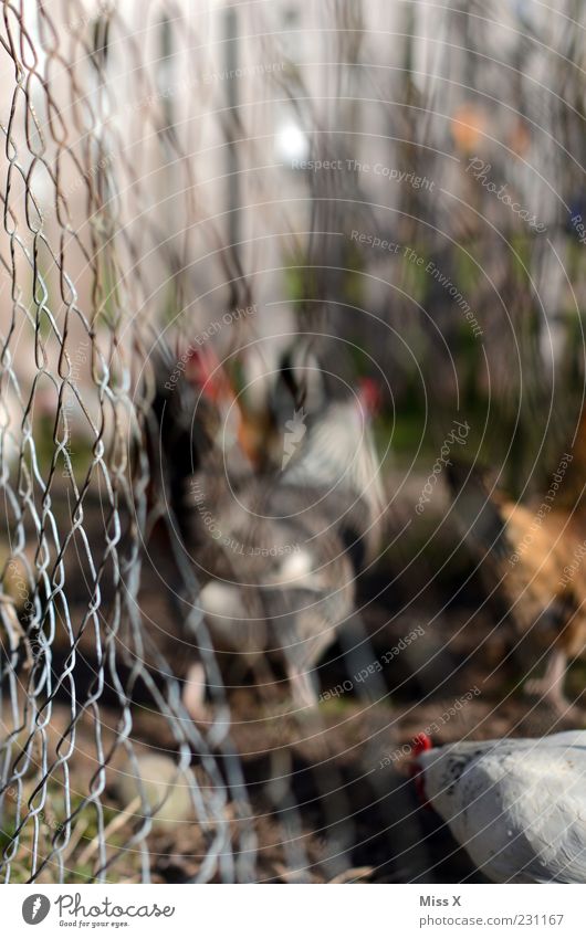 Chickens behind the fence Animal Farm animal Bird Group of animals Brown Barn fowl Rooster Fence Livestock breeding Keeping of animals Poultry farm Wire netting