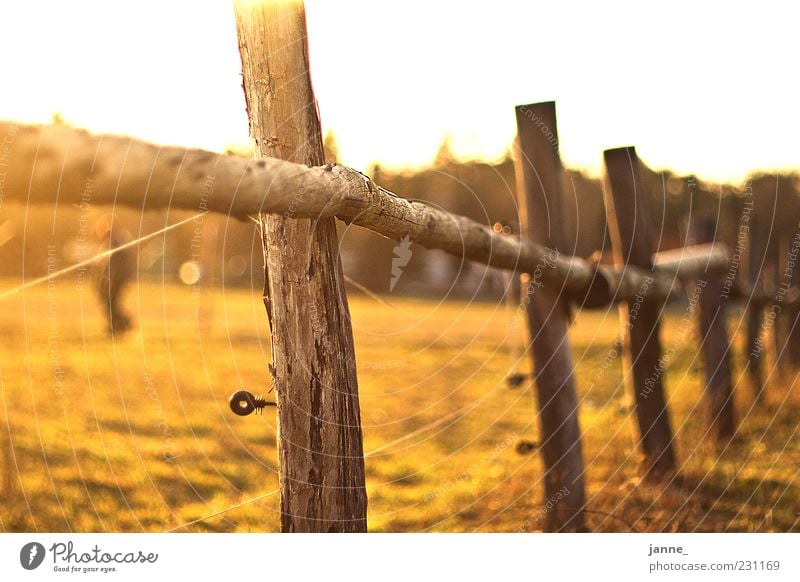 summer Nature Landscape Sunlight Summer Beautiful weather Warmth Meadow Field Yellow Gold Green Blur Colour photo Multicoloured Exterior shot Evening Light