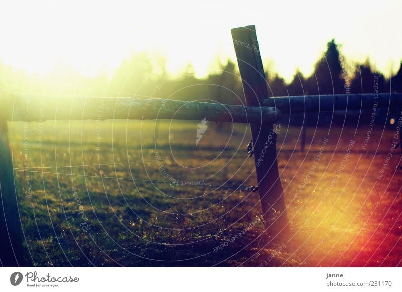 ah back then Nature Landscape Sun Sunlight Summer Weather Beautiful weather Field Warmth Yellow Gold Green White Fence Meadow Back-light Colour photo