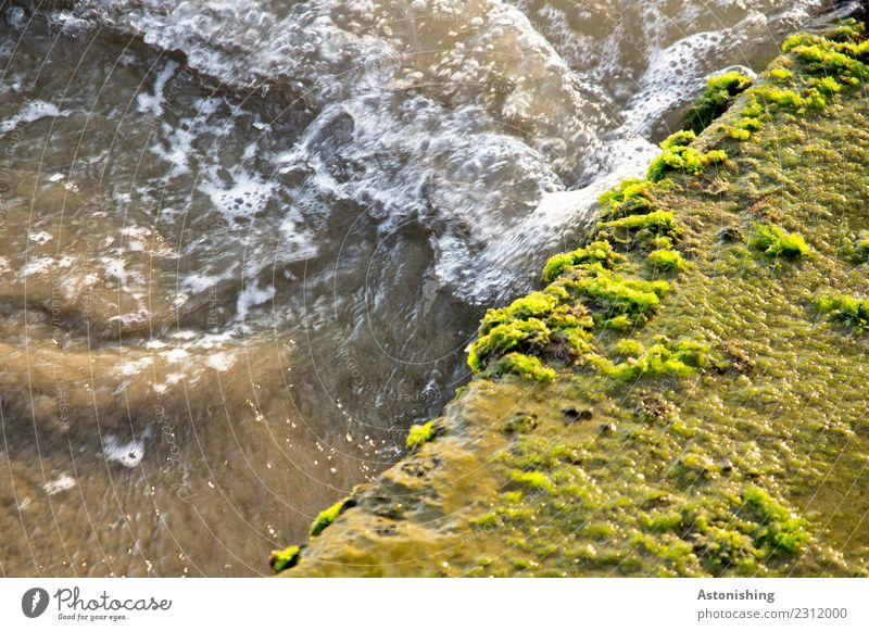 brown sea Environment Nature Water Plant Moss Albania Stone Wet Brown Yellow Green Dirty Ocean Colour photo Multicoloured Exterior shot Detail Deserted Day