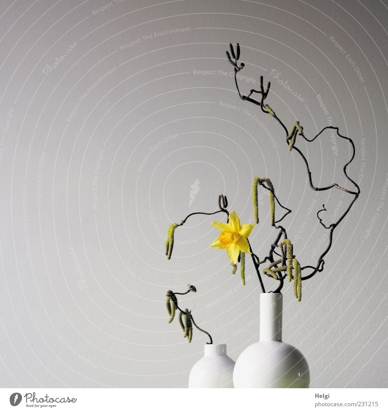 two white flower vases with curly branches of a hazelnut and flowering yellow narcissus against a white background Plant Spring Flower Blossom Narcissus