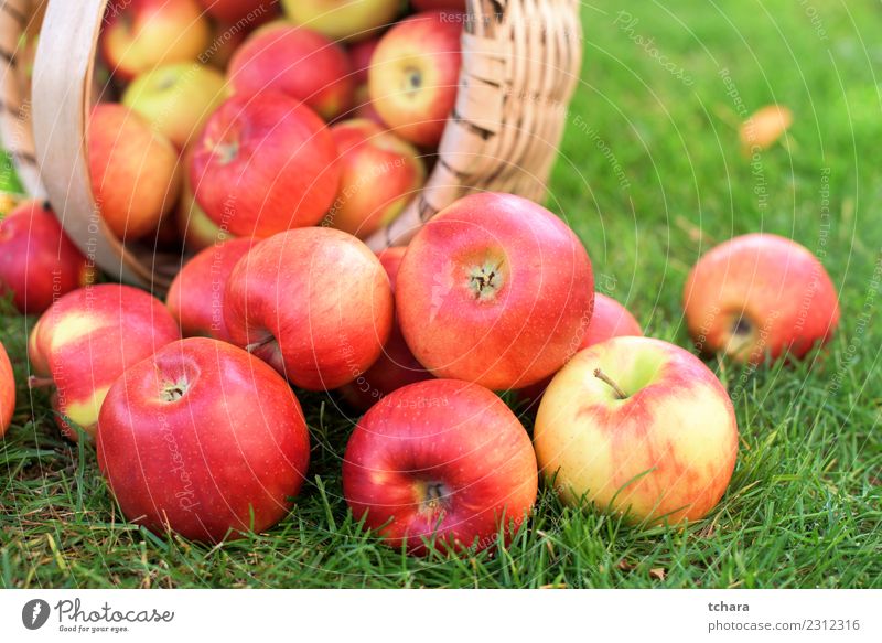 Red ripe apples - home harvest - a Royalty Free Stock Photo from