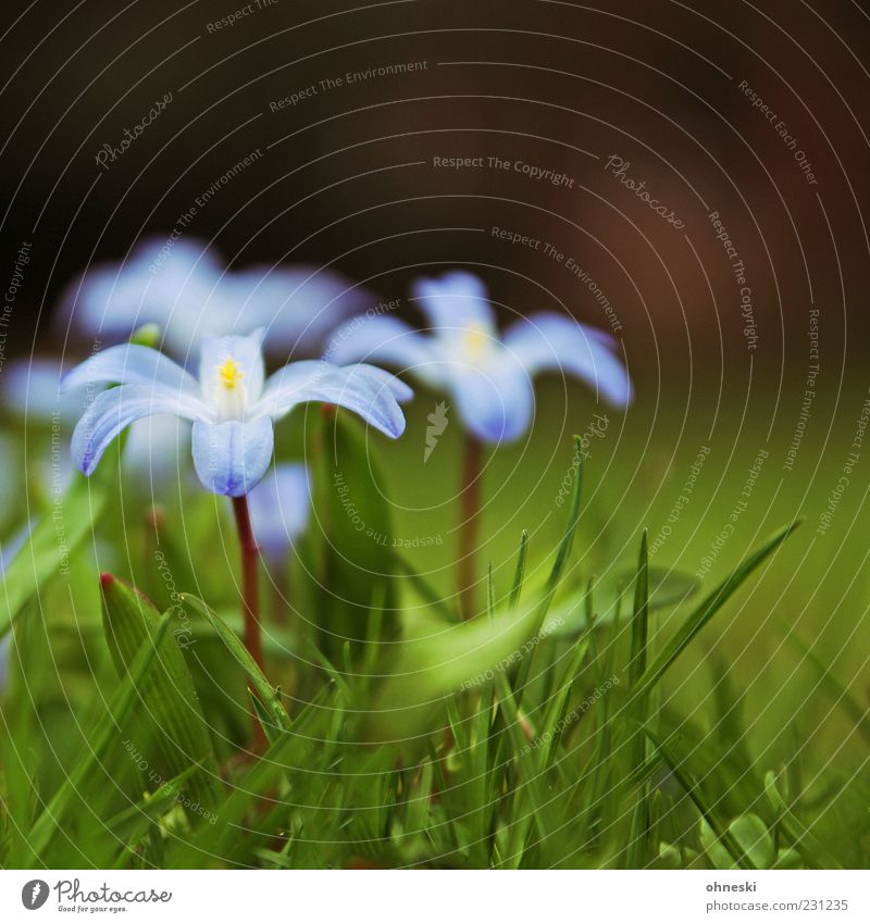 spring Nature Plant Spring Flower Grass Blossom Violet Delicate Beginning Colour photo Close-up Copy Space top Shallow depth of field Stalk