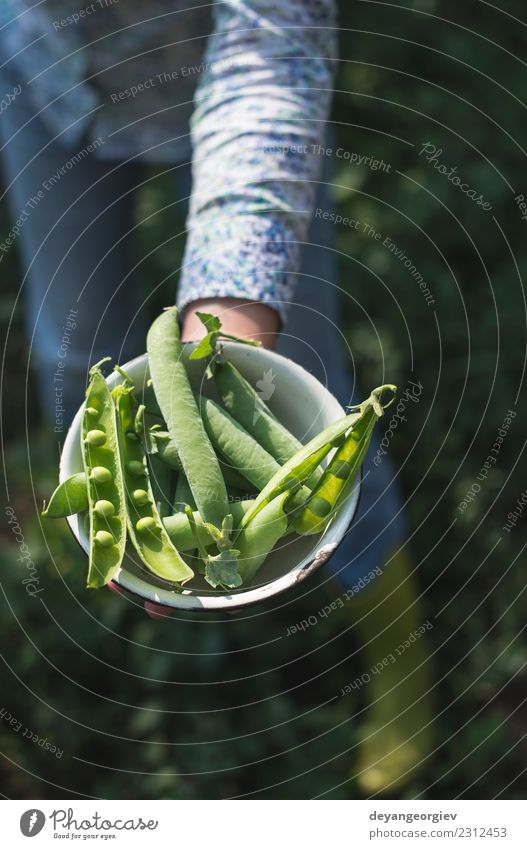 Harvest pea plants Vegetable Vegetarian diet Summer Sun Garden Gardening Woman Adults Hand Nature Plant Leaf Growth Fresh Green Peas food Organic agriculture