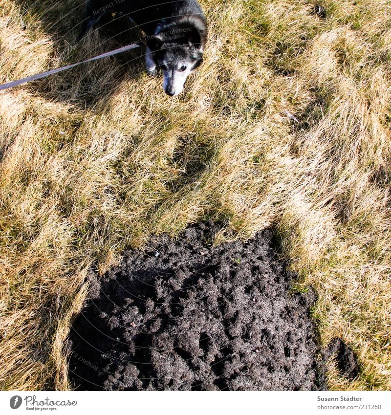 It wasn't me. Environment Elements Earth Drought Plant Grass Bushes Pet Dog Wait Exceptional Nature Feces Heap Dog lead Colour photo Exterior shot