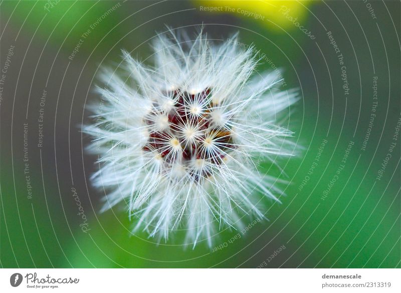 dandelion Hiking Environment Nature Plant Animal Summer Blossom Wild plant Dandelion Garden Meadow Field Forest Sphere Natural Round Brown Multicoloured Yellow