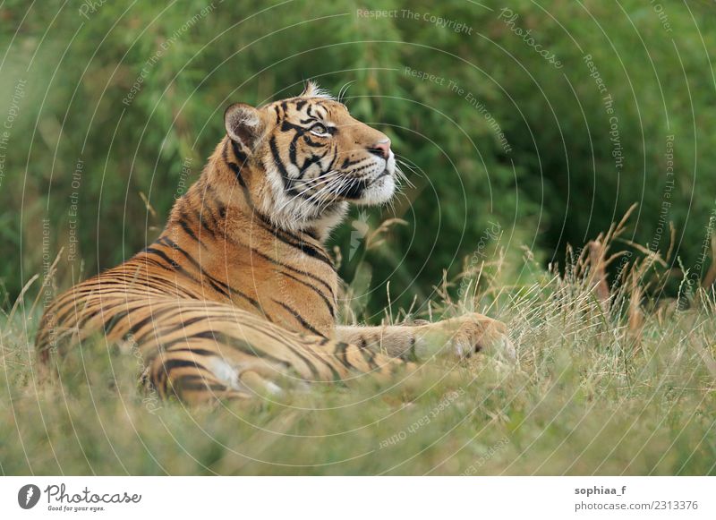 siberian tiger lying on grass raising its head and relaxing, zoo visit relaxed wild chilling animal animal park field head up endangered wildcat animals