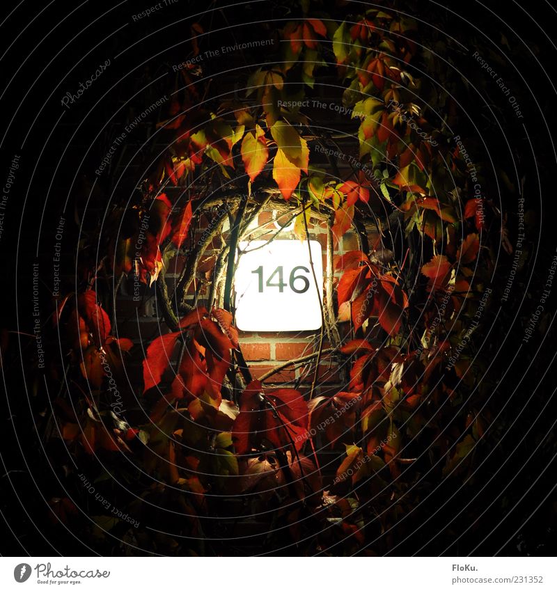 146 Plant Bushes Leaf Wall (barrier) Wall (building) Black White Lamp Light Ivy Tendril Digits and numbers House number Night Lighting Seeming Bright