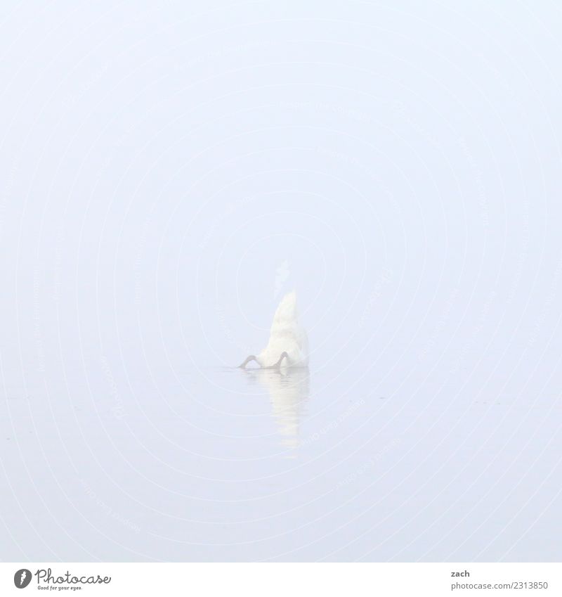 800 | dive down Water Autumn Fog Lake Bird Swan 1 Animal Swimming & Bathing Gray Subdued colour Exterior shot Deserted Copy Space left Copy Space right
