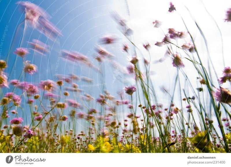 chives waving in the wind Summer Sun Plant Cloudless sky Beautiful weather Wind Grass Meadow Movement Light Sunlight Worm's-eye view Wide angle Deserted Yellow