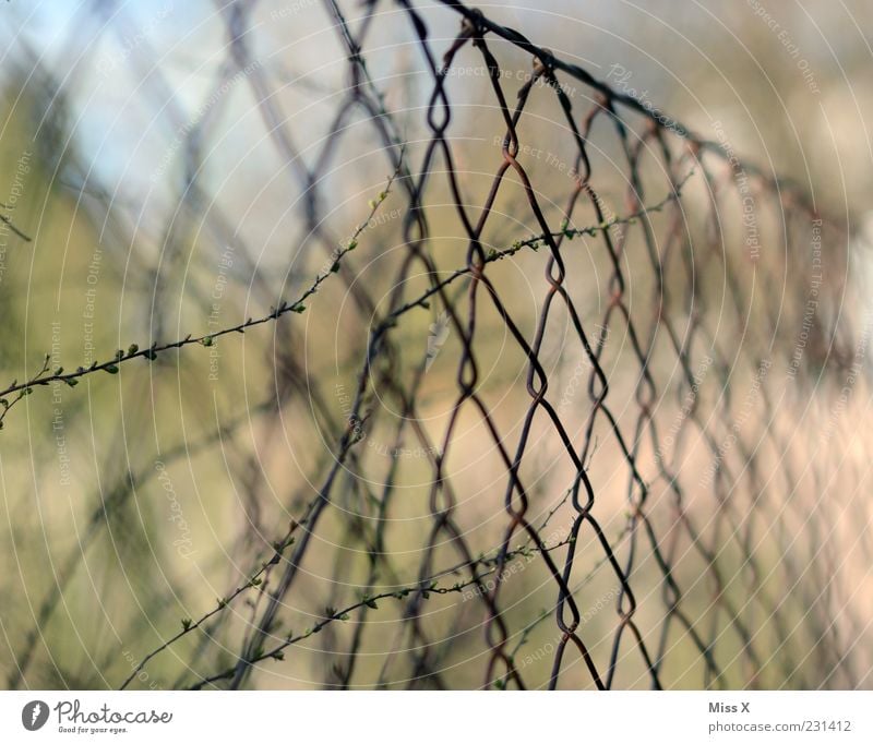perimeter fence Plant Bushes Gloomy Fence Wire Wire netting fence Rust Colour photo Exterior shot Close-up Pattern Deserted Shallow depth of field Safety Blur