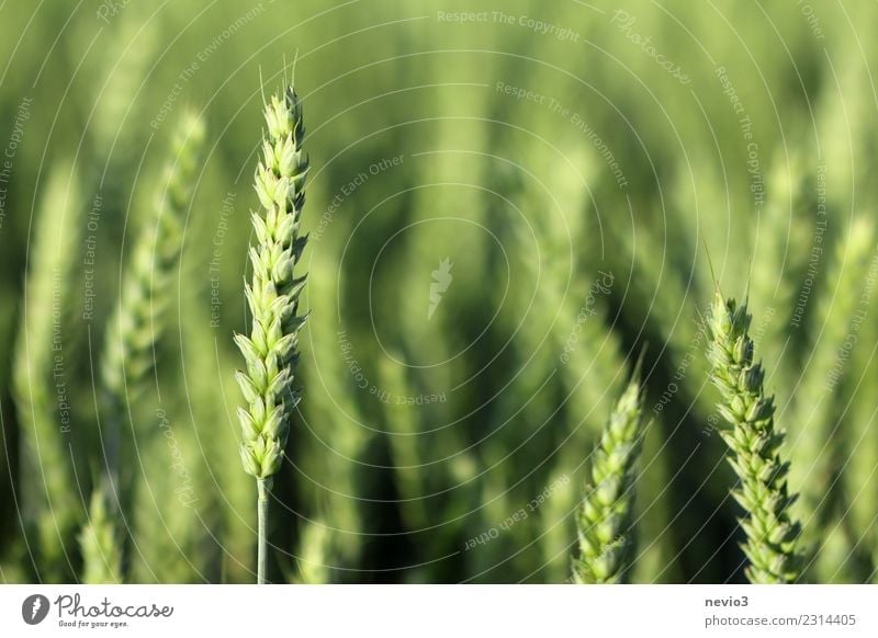 wheat Summer Environment Nature Landscape Plant Spring Grass Leaf Agricultural crop Meadow Field Work and employment Yellow Green Growth Grain Cornfield