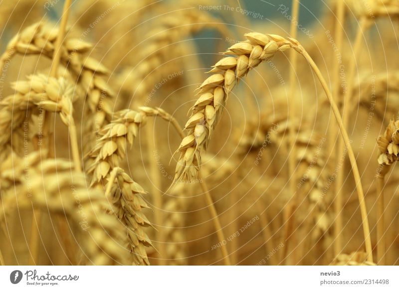 Wheat ears in midsummer Summer Sun Environment Nature Plant Grass Agricultural crop Meadow Field Yellow Gold Emotions Joy Anticipation Rural in the country