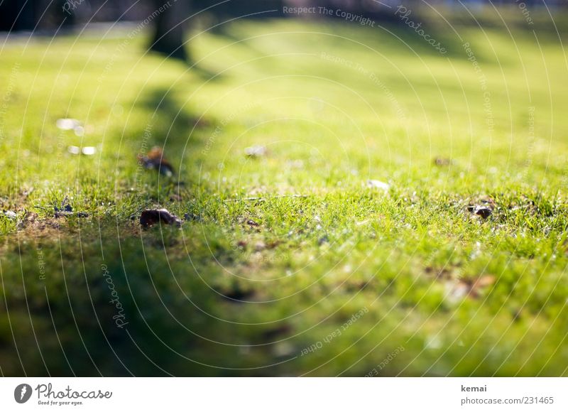 Zigzag II Environment Nature Plant Sunlight Spring Beautiful weather Tree Grass Leaf Meadow Illuminate Fresh Bright Green Line Shadow Colour photo Exterior shot