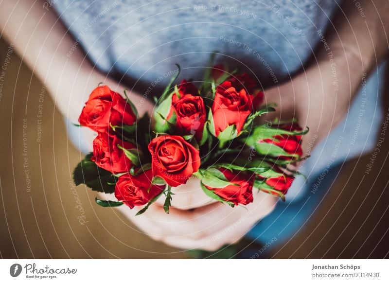 red roses for Valentine's Day Joy Woman Adults Friendship Hand Flower Rose To hold on Love Red Emotions Spring fever Date Gift Background picture Lovers