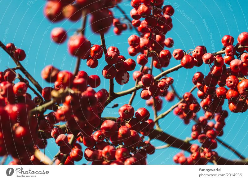 Red berries before blue sky Plant Sky Cloudless sky Tree Round Juicy Mature Autumn Berries Berry seed head Cherry Branch Twig Hang Many Group Fruit Sun Poison