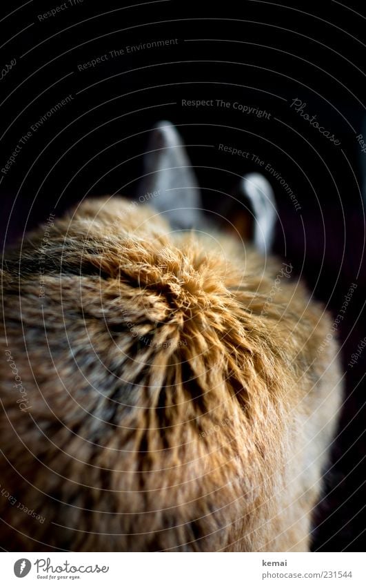 fur ball Brunette Red-haired Animal Pet Pelt Hare & Rabbit & Bunny pygmy hare Pygmy rabbit Ear Hare ears 1 Sit Colour photo Interior shot Close-up Detail Day