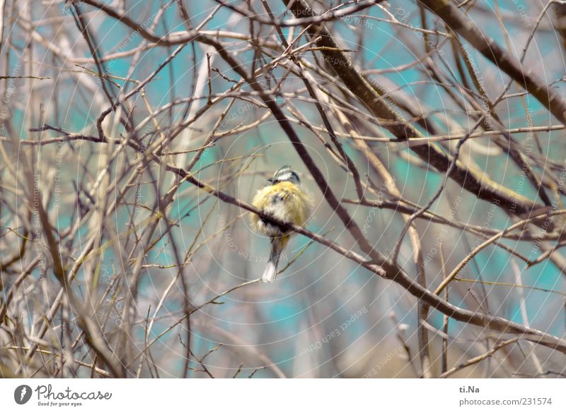 exploded pillow Nature Animal Wild animal Bird Tit mouse 1 Small Cute Blue Yellow Feather Colour photo Exterior shot Close-up Deserted Day Twig Sit