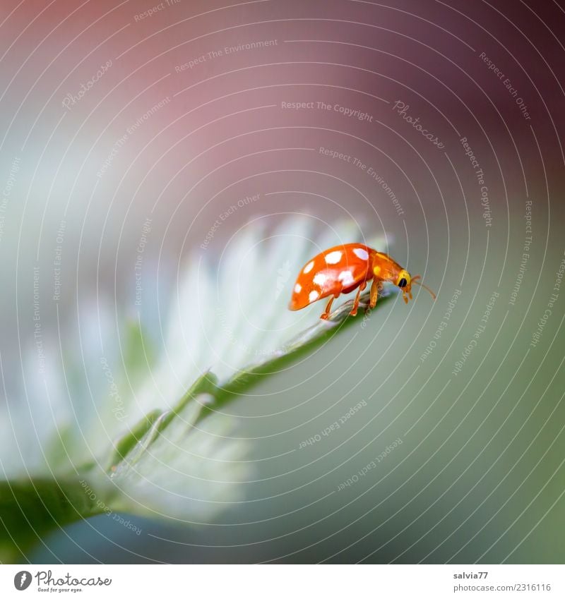 Goal achieved Environment Nature Spring Summer Plant Leaf Animal Beetle Insect Ladybird 1 Crawl Small Cute Above Gray Green Orange Uniqueness Discover Happy