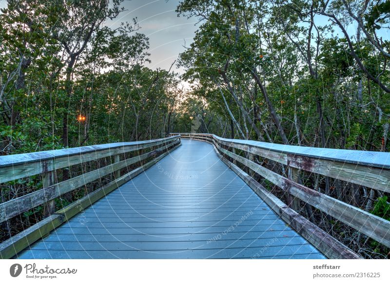 Boardwalk through the swamp, leading to Clam Pass at sunset Vacation & Travel Trip Sky Clouds Sunrise Sunset Tree Coast River bank Lanes & trails Blue Green