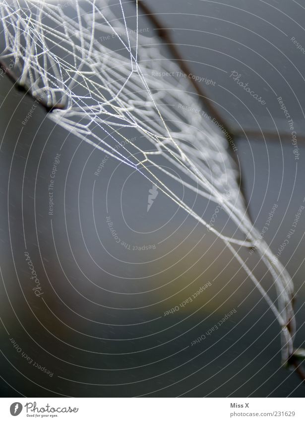 net Nature Spider Wet Network Spider's web Dew Colour photo Subdued colour Exterior shot Close-up Pattern Deserted Neutral Background Morning