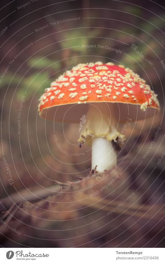 fly agaric Nature Forest Red Dangerous Amanita mushroom mushroom-like poisonous mushroom poisonous fungi beads agaricomycetes Poison Mushroom Colour photo