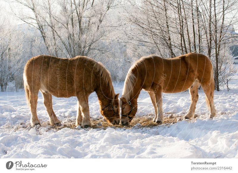 Two horses Winter Nature Animal Farm animal Horse 2 Herd To feed Brown White winter pasture Ice Snow Willow tree two Exterior shot Colour photo Deserted Day