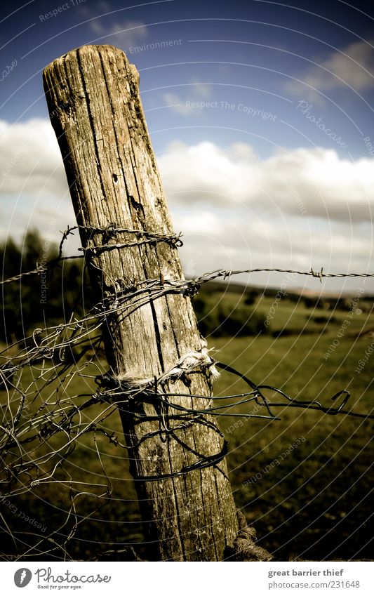 Symbolic change of times Environment Nature Landscape Sky Clouds Beautiful weather Grass Wood Knot Multicoloured Barbed wire fence Fence Wooden stake Summer
