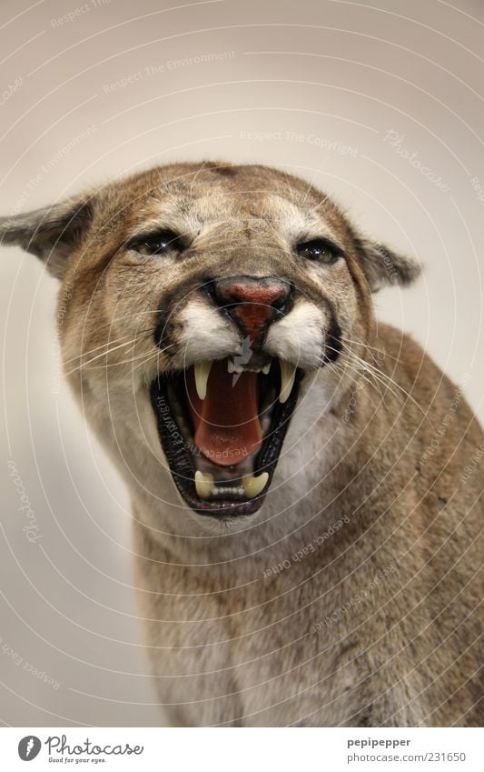 pussycat Animal Wild animal Cat Animal face 1 Aggression Threat Power Puma Teeth Land-based carnivore Colour photo Close-up Detail Neutral Background
