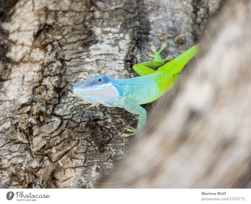 anolis allisoni Animal Tree Cuba Wild animal Lizards Gecko Anolis 1 Blue Green Nature Curiosity Cienfuegos Central America Province of Cienfuegos Illuminate