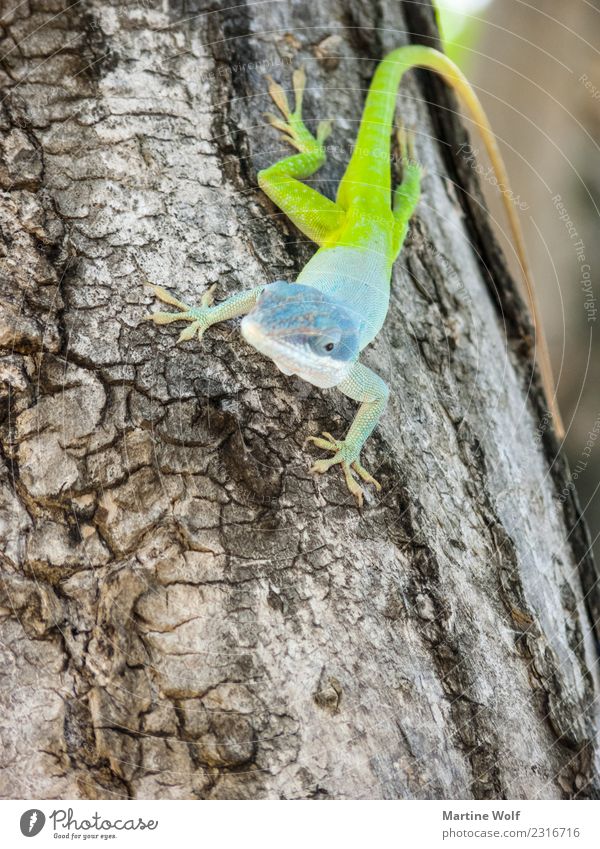 Anolis allisoni 2 Animal Tree Wild animal Lizards anolis allisoni Gecko Iguana 1 Observe Exotic Natural Blue Green Nature Cienfuegos Cuba Central America