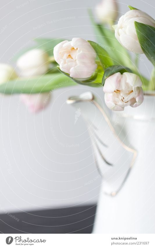 Sunday Jug Decoration Flower Tulip Blossom Blossoming Pink White Colour photo Interior shot Deserted Neutral Background Shallow depth of field