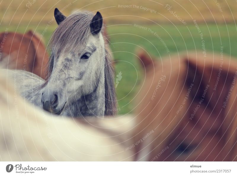 Icelanders Island Horse Gray (horse) Iceland Pony small horse Mane Ear Nostrils Communicate Looking Stand Elegant Beautiful Happy Contentment Trust