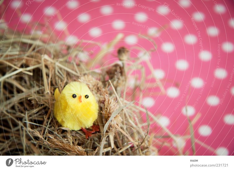 Nestlé Decoration Easter Thanksgiving Animal Bird 1 Sit Small Funny Cute Beautiful Yellow Pink Chick Straw Spotted Kitsch Colour photo Multicoloured