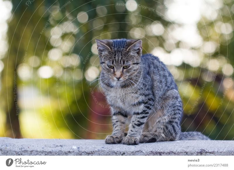 Young tabby cat sits on a stone wall Spring Animal Pet Farm animal Cat Animal face 1 Sit Contentment Relaxation Kitten Domestic cat Cat's head Wall (barrier)
