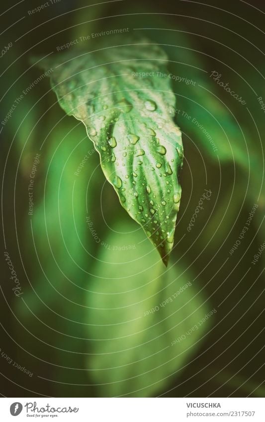 Green leaf close-up Lifestyle Summer Garden Nature Plant Leaf Foliage plant Park Forest Virgin forest Background picture Drops of water Tropical Colour photo