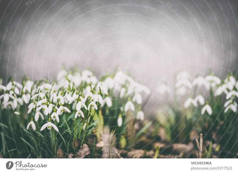 23 Best Free Spring Backgrounds and Wallpapers