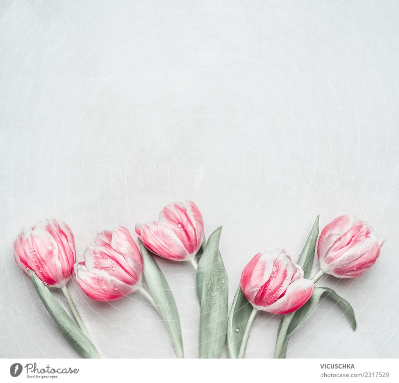 Spring background with pastel tulips Style Design Feasts & Celebrations Mother's Day Wedding Birthday Flower Tulip Pastel tone Pink Background picture